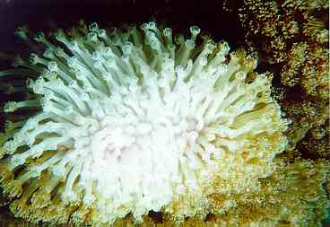 bleaching goniopora sp