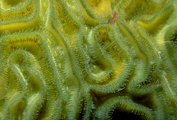 Brain Coral Closeup