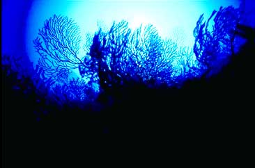 Deep Water Gorgonians