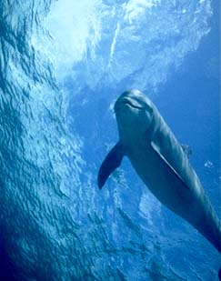 Bottlenose Dolphin