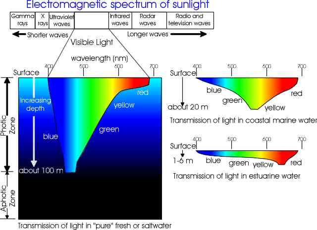 photosynthesis light spectrum