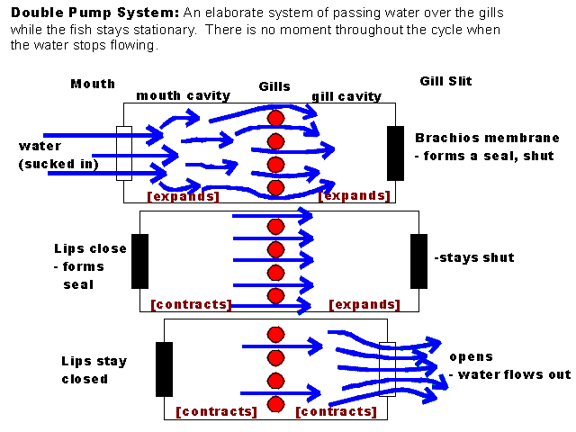 Fish Ventilation of Gills