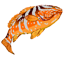 Naussau Grouper