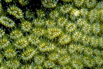 Star Coral Polyps