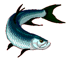 Tarpon