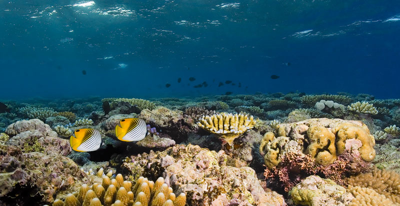 Odyssey Expeditions Tropical Marine Biology Voyages offers educational Odyssey Expeditions Tropical Marine Biology Voyages offers educational